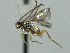  (Neoclarkinella jft09 - CNCH1521)  @13 [ ] CreativeCommons  Attribution Non-Commercial Share-Alike (2016) Unspecified Canadian National Collection of Insects