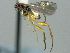 (Neoclarkinella jft03 - CNCH1597)  @12 [ ] CreativeCommons  Attribution Non-Commercial Share-Alike (2016) Unspecified Canadian National Collection of Insects