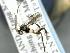  ( - CNCH2158)  @13 [ ] CreativeCommons - Attribution Non-Commercial Share-Alike (2016) Unspecified Canadian National Collection of Insects