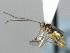  ( - CNCH2182)  @12 [ ] CreativeCommons - Attribution Non-Commercial Share-Alike (2016) Unspecified Canadian National Collection of Insects