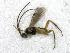  ( - CNCH2247)  @12 [ ] CreativeCommons - Attribution Non-Commercial Share-Alike (2016) Unspecified Canadian National Collection of Insects