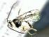  ( - CNCH2642)  @13 [ ] CreativeCommons - Attribution Non-Commercial Share-Alike (2016) Unspecified Canadian National Collection of Insects