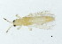 ( - 09BBTHY-040)  @12 [ ] CreativeCommons - Attribution (2010) CBG Photography Group Centre for Biodiversity Genomics