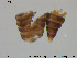  ( - KOS107)  @11 [ ] Creative Commons  Attribution Non-Commercial Share-Alike (2018) NTNU University Museum, Department of Natural History NTNU University Museum, Department of Natural History