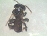  (Tetragonula iridipennis - TIKL1)  @13 [ ] Copyright (2014) Surya Vijayan KERALA AGRICULTURE UNIVERSITY
