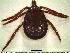  (Amblyomma geayi - CAS-T017)  @14 [ ] CreativeCommons - Attribution Non-Commercial (2012) Celestino Aguilar Smithsonian Tropical Research Institute