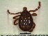  (Amblyomma calcaratum - CAS-T020)  @14 [ ] CreativeCommons - Attribution Non-Commercial (2012) Celestino Aguilar Smithsonian Tropical Research Institute