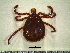  (Amblyomma varium - CAS-T026)  @14 [ ] CreativeCommons - Attribution Non-Commercial (2012) Celestino Aguilar Smithsonian Tropical Research Institute