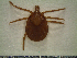  (Amblyomma dissimile - CAS-T039)  @14 [ ] CreativeCommons - Attribution Non-Commercial (2012) Celestino Aguilar Smithsonian Tropical Research Institute