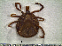  ( - CAS-T046)  @13 [ ] CreativeCommons - Attribution Non-Commercial (2012) Celestino Aguilar Smithsonian Tropical Research Institute