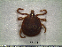  ( - CAS-T047)  @13 [ ] CreativeCommons - Attribution Non-Commercial (2012) Celestino Aguilar Smithsonian Tropical Research Institute