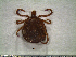  ( - CAS-T047)  @12 [ ] CreativeCommons - Attribution Non-Commercial (2012) Celestino Aguilar Smithsonian Tropical Research Institute