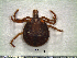  ( - CAS-T048)  @13 [ ] CreativeCommons - Attribution Non-Commercial (2012) Celestino Aguilar Smithsonian Tropical Research Institute