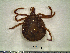  ( - CAS-T048)  @13 [ ] CreativeCommons - Attribution Non-Commercial (2012) Celestino Aguilar Smithsonian Tropical Research Institute