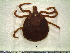 ( - CAS-T049)  @13 [ ] CreativeCommons - Attribution Non-Commercial (2012) Celestino Aguilar Smithsonian Tropical Research Institute