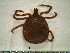  ( - CAS-T049)  @13 [ ] CreativeCommons - Attribution Non-Commercial (2012) Celestino Aguilar Smithsonian Tropical Research Institute