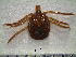  (Amblyomma oblongoguttatum - CAS-T055)  @13 [ ] CreativeCommons - Attribution Non-Commercial (2012) Celestino Aguilar Smithsonian Tropical Research Institute