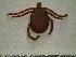  (Amblyomma naponense - CAS-T063)  @14 [ ] CreativeCommons - Attribution Non-Commercial (2012) Celestino Aguilar Smithsonian Tropical Research Institute