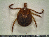  (Amblyomma cajennense - CAS-T070)  @14 [ ] CreativeCommons - Attribution Non-Commercial (2012) Celestino Aguilar Smithsonian Tropical Research Institute