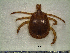  (Amblyomma cajennense - CAS-T071)  @14 [ ] CreativeCommons - Attribution Non-Commercial (2012) Celestino Aguilar Smithsonian Tropical Research Institute