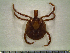  (Amblyomma pecarium - CAS-T084)  @15 [ ] CreativeCommons - Attribution Non-Commercial (2012) Celestino Aguilar Smithsonian Tropical Research Institute