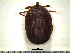  (Amblyomma auricularium - GPR11-507)  @14 [ ] CreativeCommons - Attribution Non-Commercial (2012) Celestino Aguilar Smithsonian Tropical Research Institute