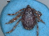  (Rhipicephalus evertsi mimeticus - TIC18a)  @11 [ ] CreativeCommons - Attribution Share-Alike (2023) SANBI South African National Biodiversity Institute, National Zoological Gardens (NZG)