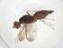  (Strongylophthalmyia flagellicornis - CBG-A59454-A01)  @11 [ ] CreativeCommons - Attribution Share - Alike (2025) Centre for Biodiversity Genomics Centre for Biodiversity Genomics