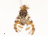 (Acroceratitis ceratitina - CBG-B01176-B08)  @11 [ ] CreativeCommons - Attribution Share - Alike (2025) CBG Photography Group Centre for Biodiversity Genomics