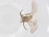  (Coniopteryx praecisa - CBG-B01397-B10)  @11 [ ] CreativeCommons - Attribution Share - Alike (2025) Centre for Biodiversity Genomics Centre for Biodiversity Genomics