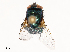 (Neomyia indica - CBG-B02497-C05)  @11 [ ] CreativeCommons - Attribution Share - Alike (2025) CBG Photography Group Centre for Biodiversity Genomics