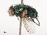  ( - CBG-B02497-C09)  @11 [ ] CreativeCommons - Attribution Share - Alike (2025) CBG Photography Group Centre for Biodiversity Genomics