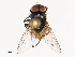  ( - CBG-B03938-A06)  @11 [ ] CreativeCommons - Attribution Share - Alike (2025) CBG Photography Group Centre for Biodiversity Genomics