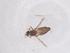  (Culicoides histrio - CBG-B20928-D07)  @11 [ ] CreativeCommons - Attribution Share - Alike (2025) Centre for Biodiversity Genomics Centre for Biodiversity Genomics