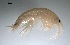  ( - BOR10_Gtig_2018_4)  @11 [ ] CreativeCommons - Attribution Non-Commercial (2018) Unspecified University of Lodz Department of Invertebrate Zoology and Hydrobiology
