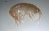  ( - BOR5_Gtig_2018_1)  @11 [ ] CreativeCommons - Attribution Non-Commercial (2018) Unspecified University of Lodz Department of Invertebrate Zoology and Hydrobiology