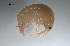 ( - BOR5_Gtig_2018_2)  @11 [ ] CreativeCommons - Attribution Non-Commercial (2018) Unspecified University of Lodz Department of Invertebrate Zoology and Hydrobiology
