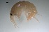  ( - BOR5_Gtig_2018_3)  @11 [ ] CreativeCommons - Attribution Non-Commercial (2018) Unspecified University of Lodz Department of Invertebrate Zoology and Hydrobiology