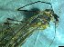  ( - bf-dip-00140)  @11 [ ] CreativeCommons - Attribution Share-Alike (2017) Olsen, K.M. BioFokus