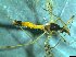  ( - bf-dip-00155)  @11 [ ] CreativeCommons - Attribution Share-Alike (2017) Olsen, K.M. BioFokus