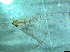  ( - bf-dip-00160)  @11 [ ] CreativeCommons - Attribution Share-Alike (2017) Olsen, K.M. BioFokus