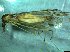  ( - bf-dip-00162)  @11 [ ] CreativeCommons - Attribution Share-Alike (2017) Olsen, K.M. BioFokus