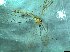  ( - bf-dip-00167)  @12 [ ] CreativeCommons - Attribution Share-Alike (2017) Olsen, K.M. BioFokus