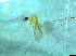  ( - bf-dip-00170)  @11 [ ] CreativeCommons - Attribution Share-Alike (2017) Olsen, K.M. BioFokus