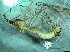  ( - bf-dip-00177)  @11 [ ] CreativeCommons - Attribution Share-Alike (2017) Olsen, K.M. BioFokus