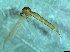  (Dicranomyia separatum - bf-dip-00184)  @11 [ ] CreativeCommons - Attribution Share-Alike (2017) Olsen, K.M. BioFokus