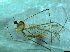  ( - bf-dip-00187)  @11 [ ] CreativeCommons - Attribution Share-Alike (2017) Olsen, K.M. BioFokus