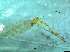  ( - bf-dip-00190)  @11 [ ] CreativeCommons - Attribution Share-Alike (2017) Olsen, K.M. BioFokus