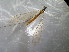 ( - bf-dip-00198)  @11 [ ] CreativeCommons - Attribution Share-Alike (2017) Olsen, K.M. BioFokus