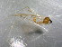  ( - bf-dip-00230)  @11 [ ] CreativeCommons - Attribution Share-Alike (2017) Olsen, K.M. BioFokus